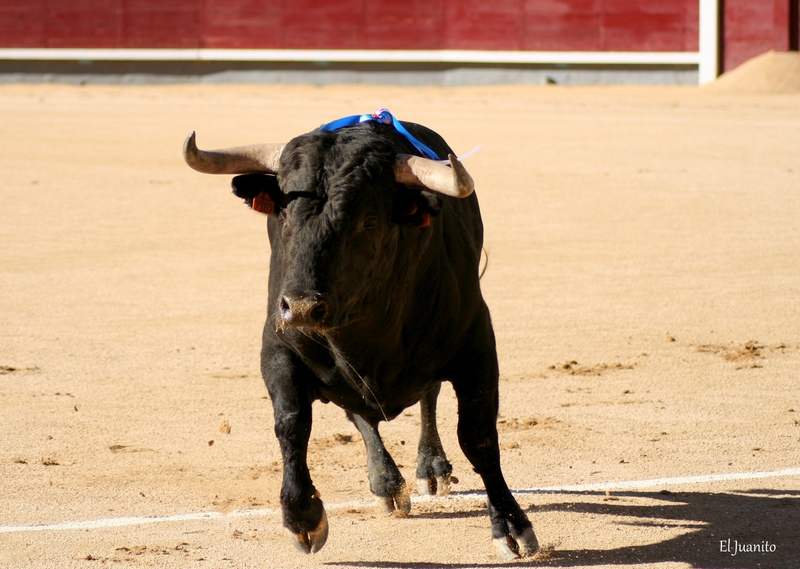 Novillos Maria Cascon Las Ventas