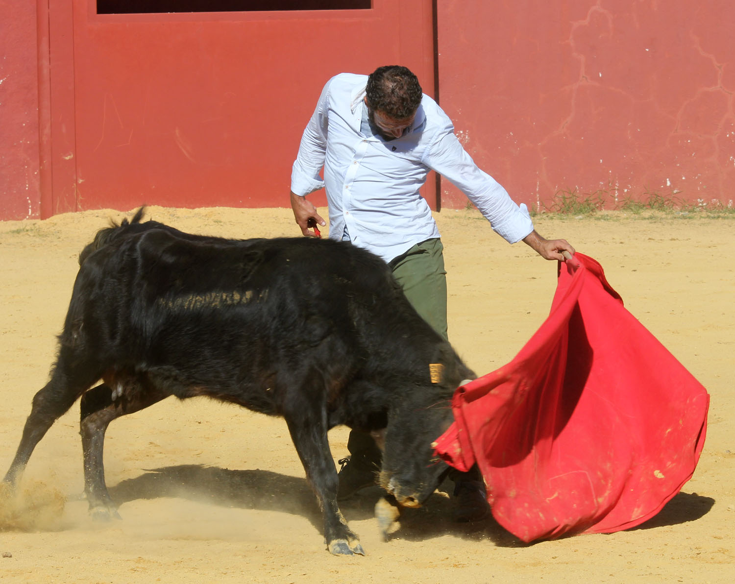 Antonio Ferrera en tienta