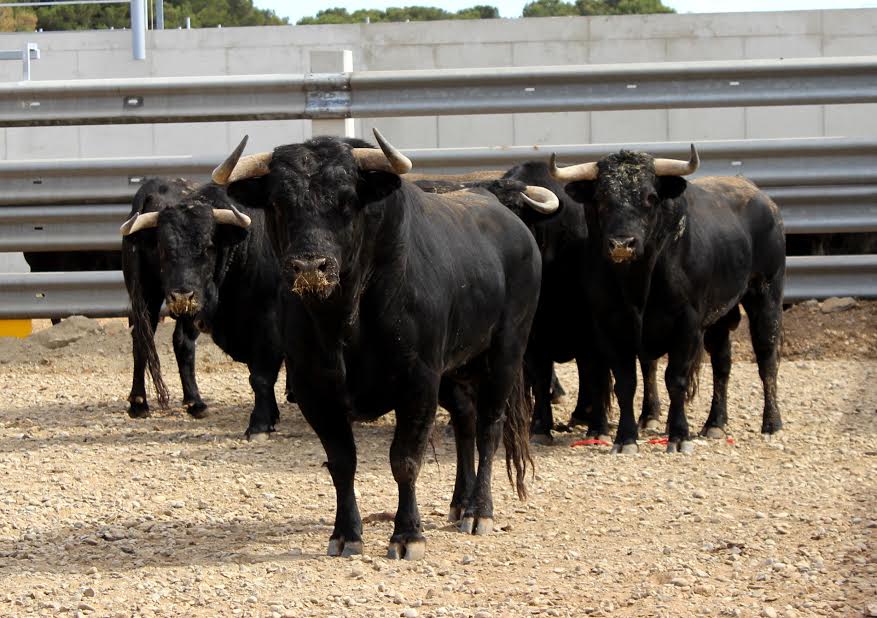 Istres vendredi toros