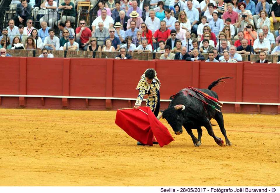 Lagartijo sevilla