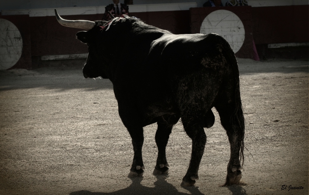 Loreto charro