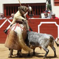 Toro de Los Maños