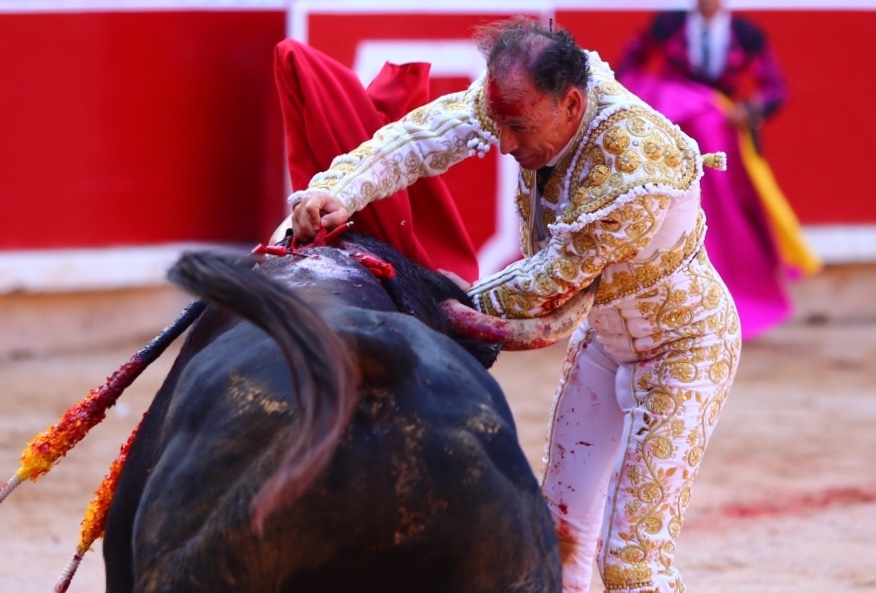 Pepin liria pamplona cultoro