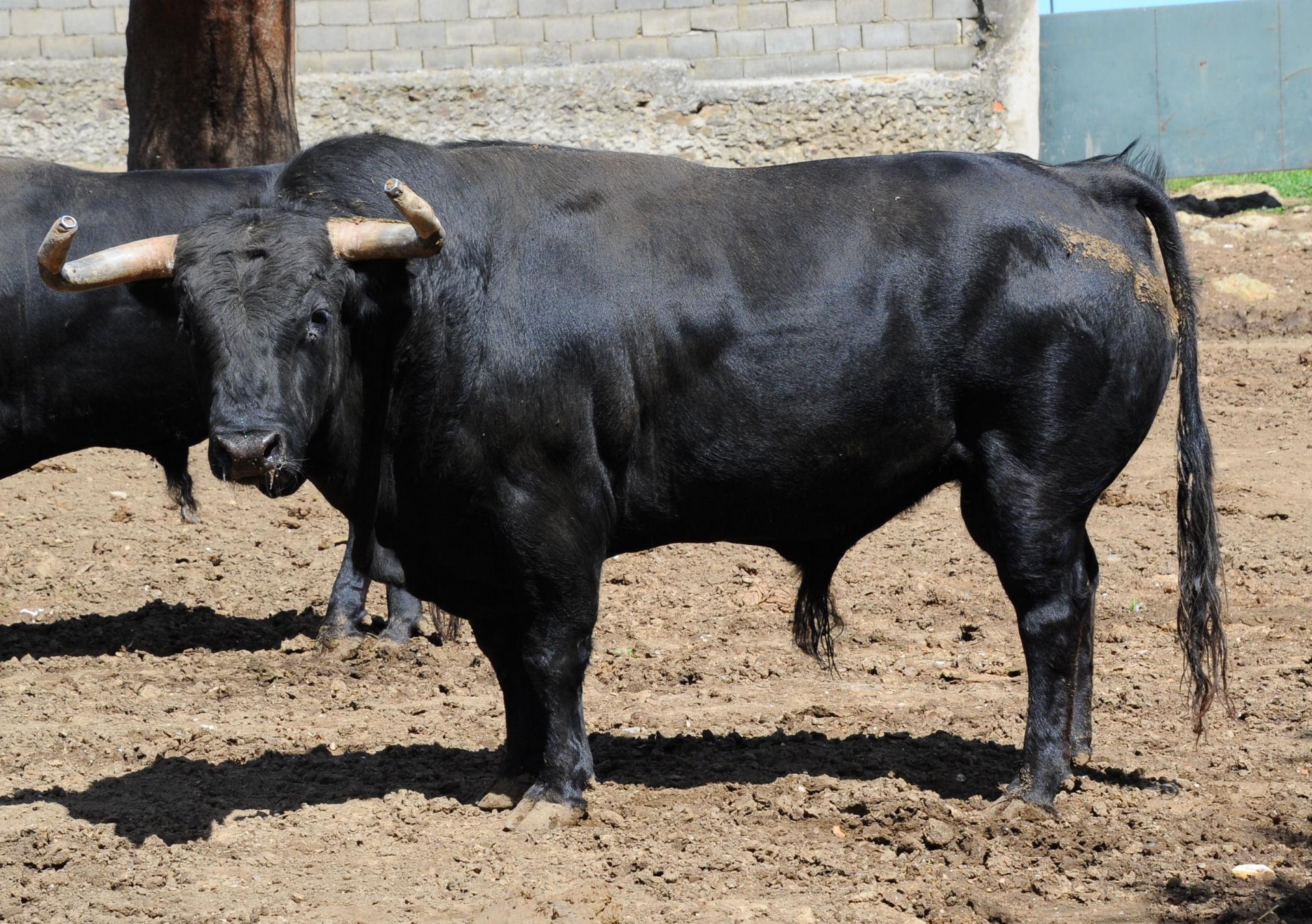 Tajo y la reina