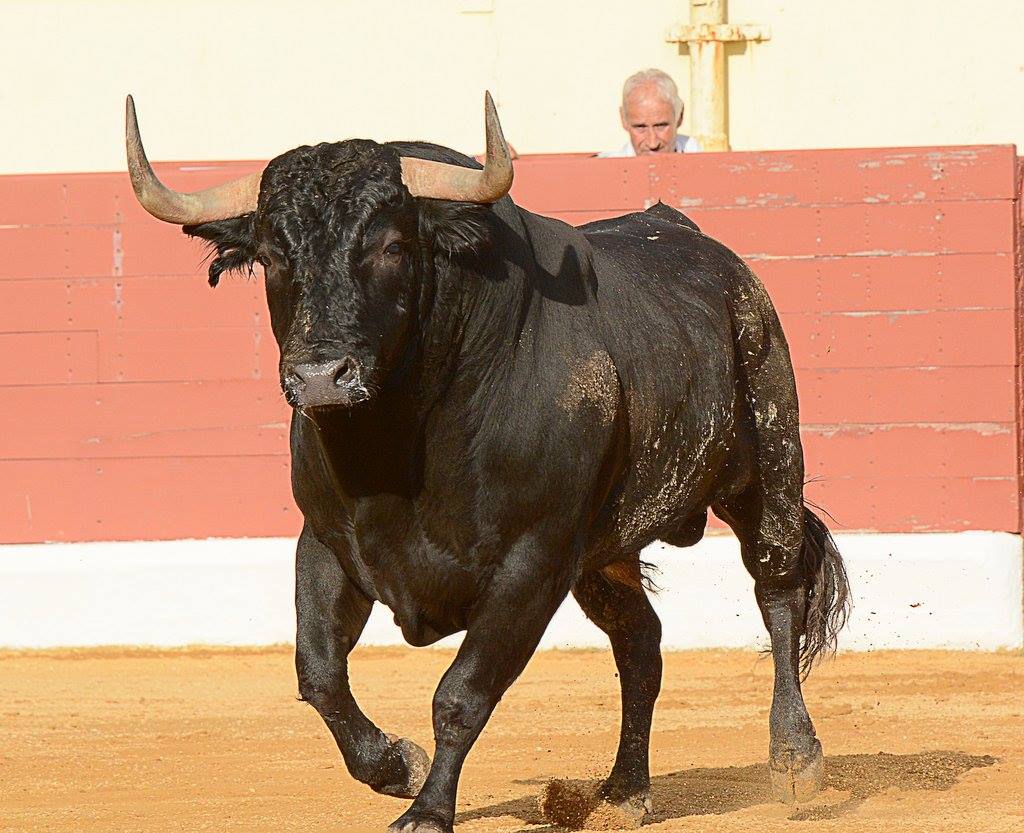 Toro de cura de valverde