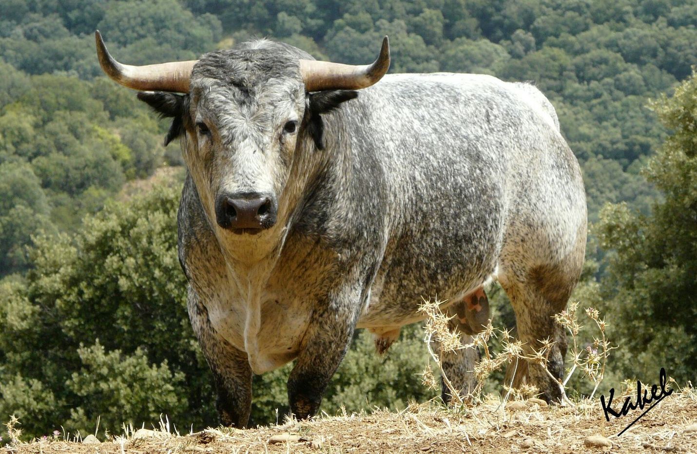 Toro de los manos vic fesenzac 2018