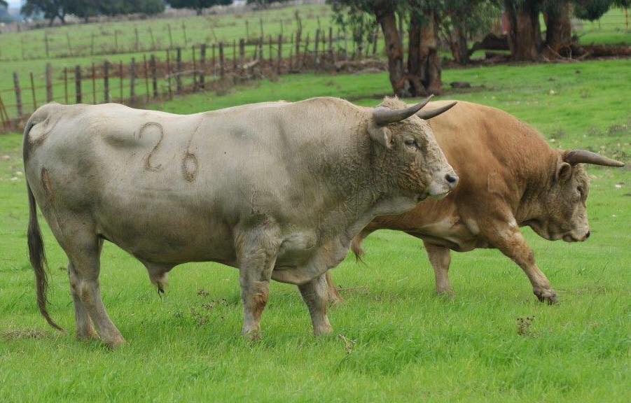 Toro de prieto de la cal