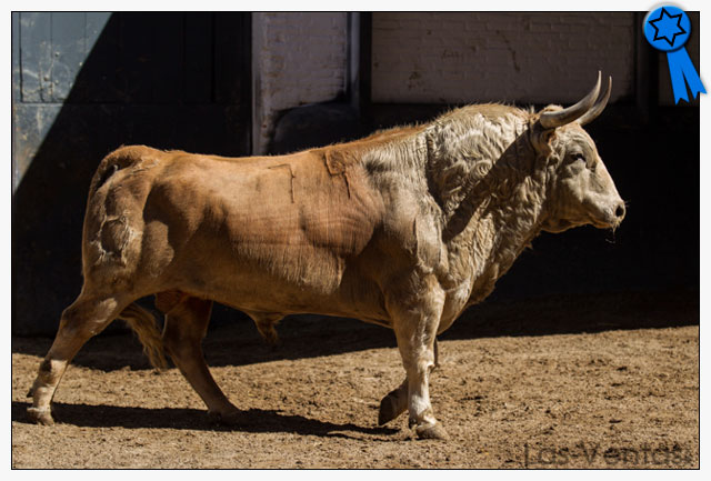 Toros de jandilla