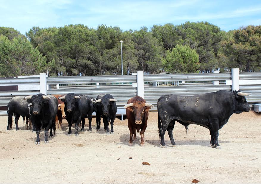 Toros el tajo y la reina